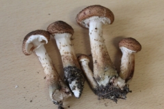 4 paddenstoelen 15-16 (19) (Kopie)