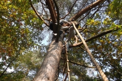 bomen klimmen (87) (Kopie)