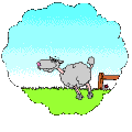 schapen23